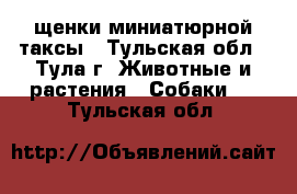 щенки миниатюрной таксы - Тульская обл., Тула г. Животные и растения » Собаки   . Тульская обл.